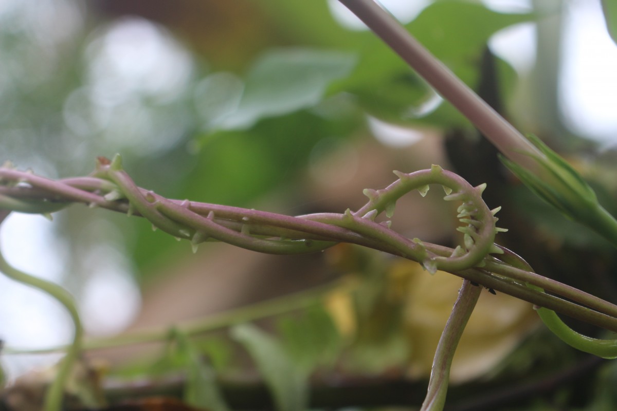 Ipomoea muricata (L.) Jacq.